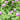 Heirloom Flora